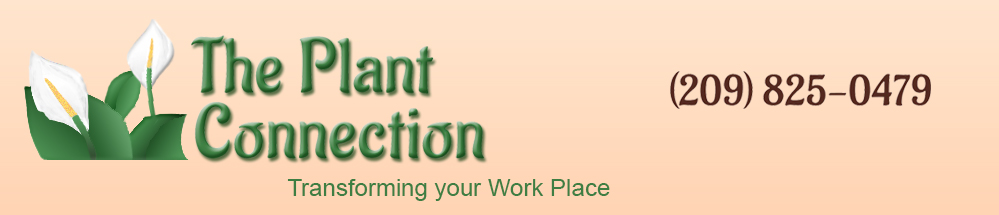 The Plant Connection Logo of a Stylized Peace Plant and phone number (209) 825-0479