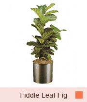 Fiddle Leaf Fig