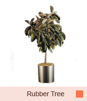 Rubber Tree