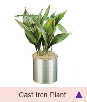 Cast Iron Plant