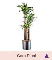 Corn plant