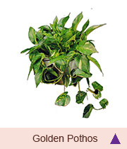 Golden Pothos