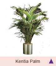 Kentia Palm