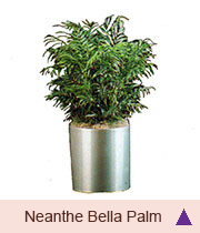 Neanthe Bella Palm