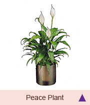 Peace Lily