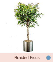 Braided Ficus