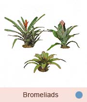 Bromeliads