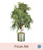 Ficus Alii