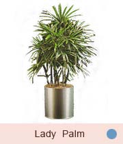 Lady Palm