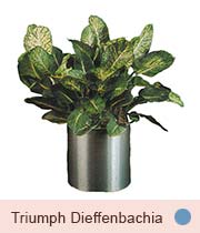 Triumph Dieffenbachia