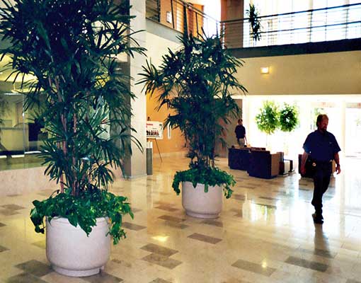 Large potted plants in a high-ceilinged room