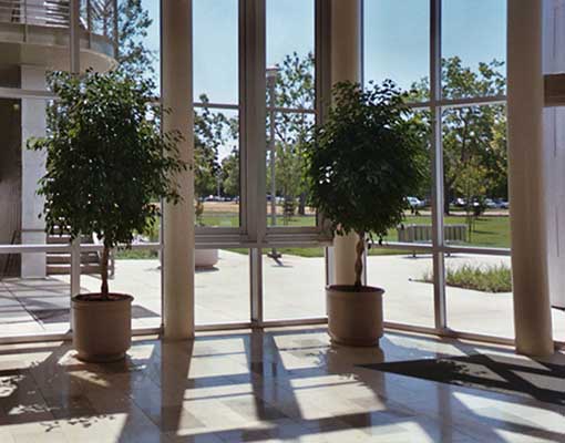 Two ficus trees in an atrium