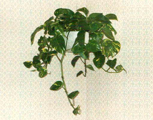 Golden pothos in a hanging container on the wall